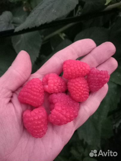 Малина ремонтантная саженцы