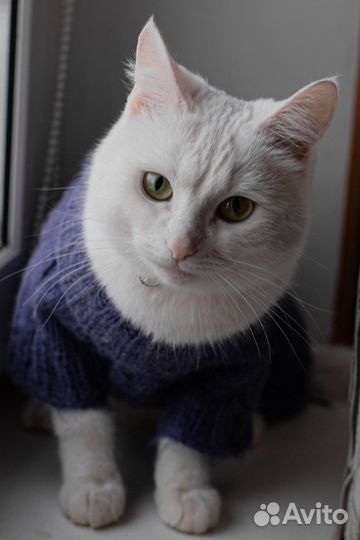 Кот/кошка в аренду на новоселье, фотосессию