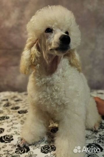 Средний пудель