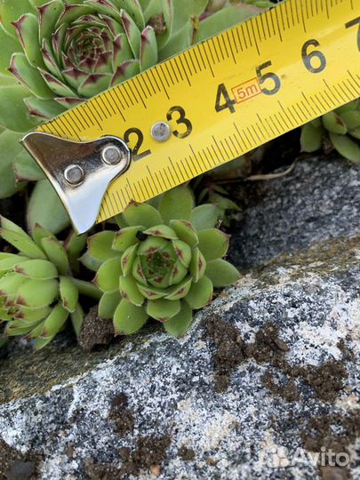 Молодило BigSam Chrome Green