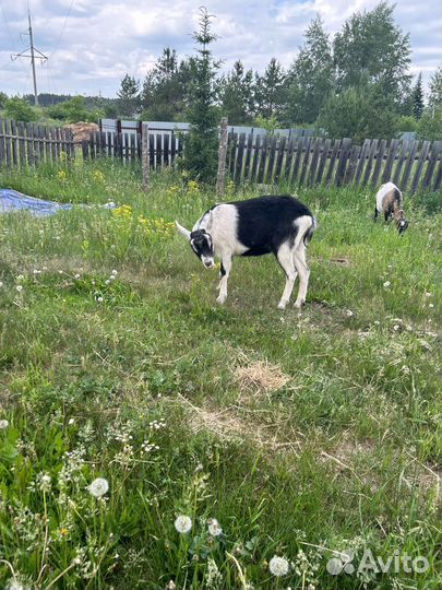 Коза Альпийская