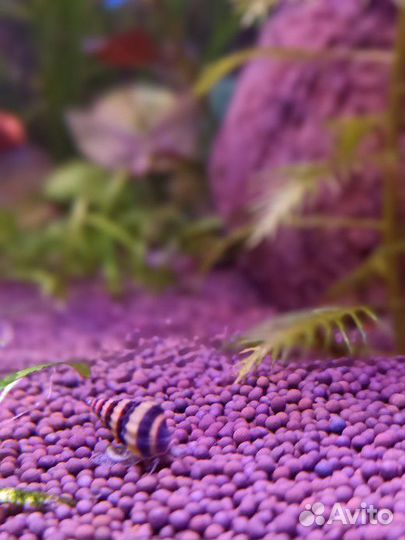 Улитки хилена