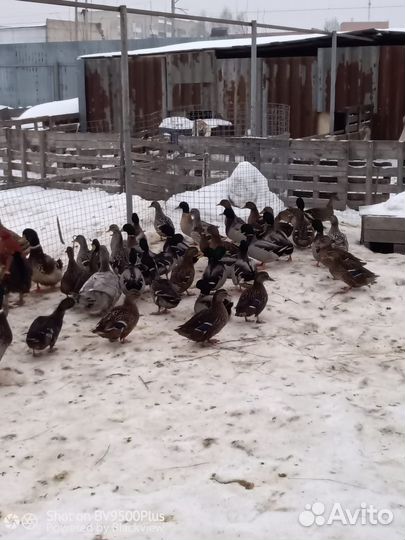 Дикие утки и селезни
