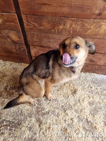 Собака ждёт тебя