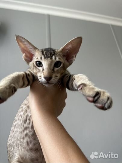 Ориентальный мальчик