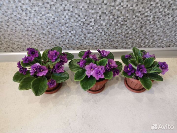 Фиалки цветущие