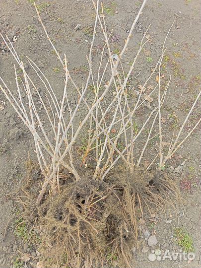 Смородина черная белая красная Крыжовник 3 вида