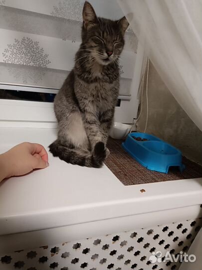 Отдам кота в добрые руки