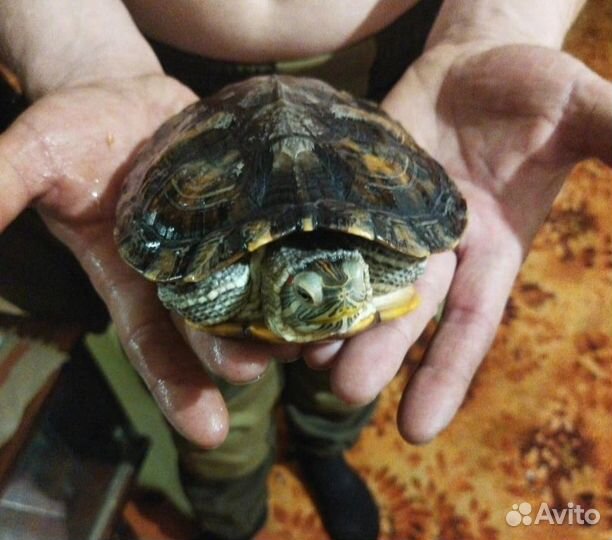 Красноухая черепаха бесплатно