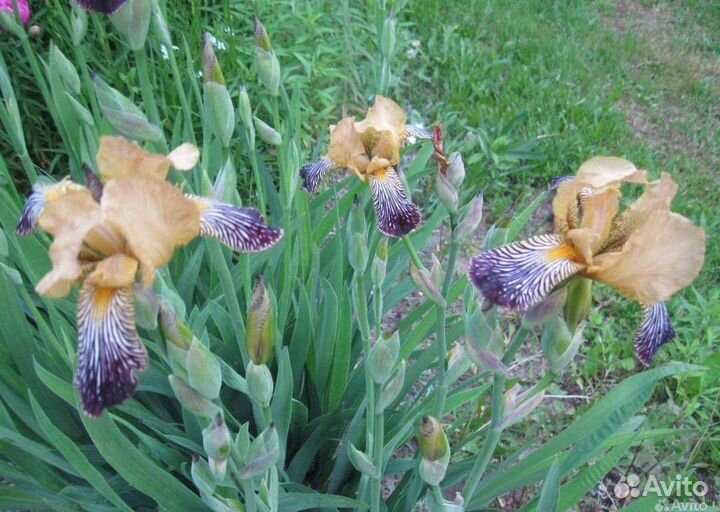 Астра,чеснок, ирисы, пролески