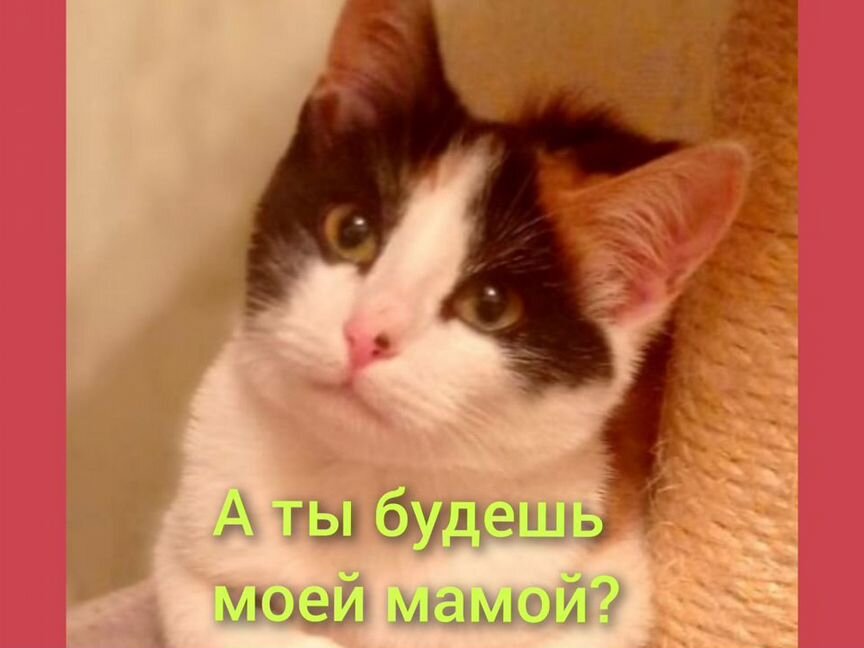 Котёнок девочка 3.5 мес