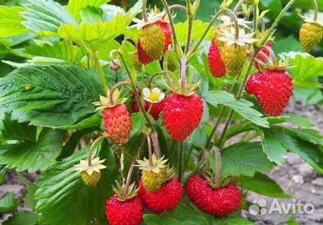 Саженцы земляники усатой