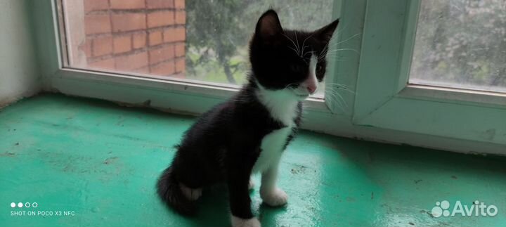 Котик 1 годик