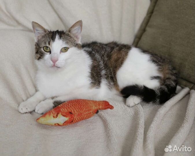 Кот Мурзик в дар