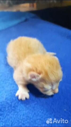 Кошки в добрые руки бесплатно