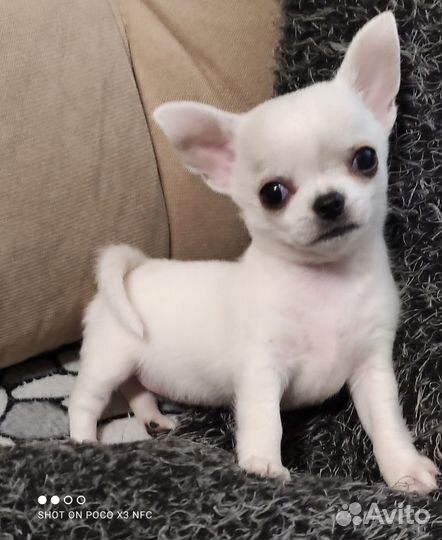 Белая красотка