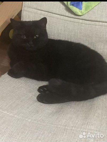 Британские котята
