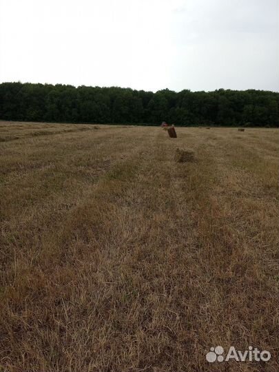 Сено в тюках разнотравье луговое