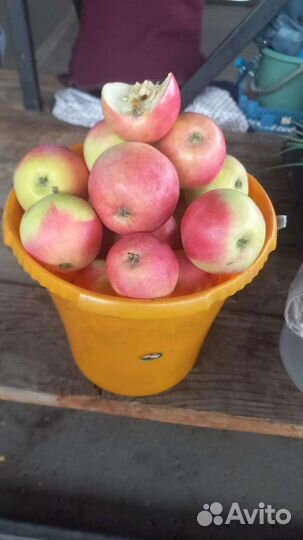 Помидоры свежие домашние