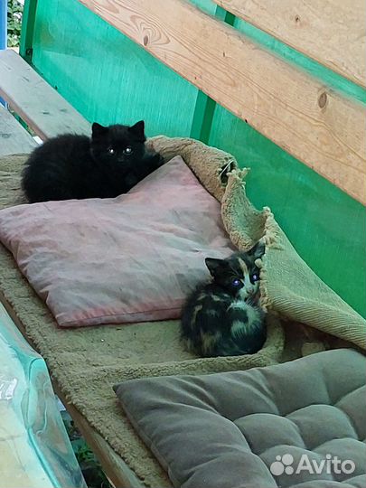 Отдам в добрые руки котенка