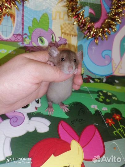 Крысята дамбо, клетка,доставка, крыса