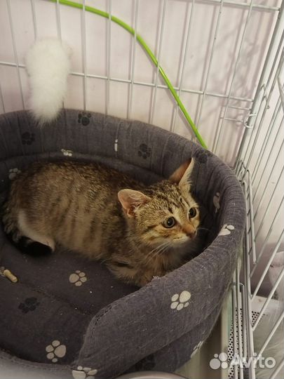 Котёнок кошечка