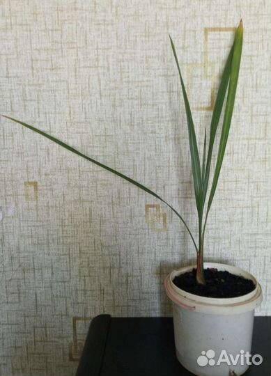 Финиковая пальма