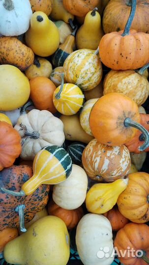 Тыква декоративная