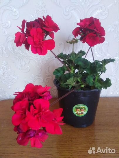 Пеларгония (герань)