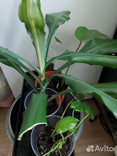 Растения набором