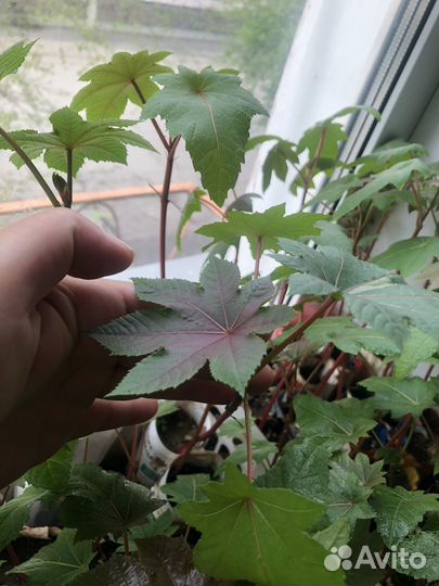 Рассада клещевины