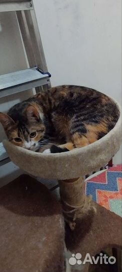 Кошка Жанна