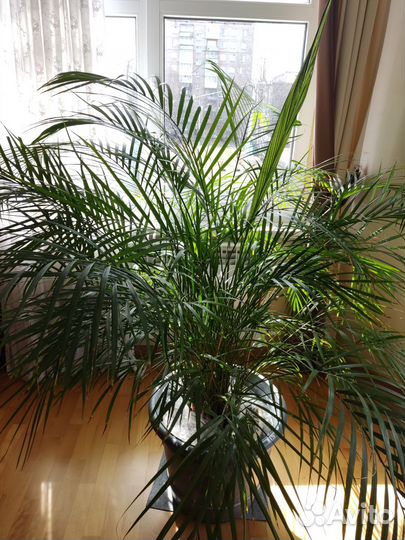 Пальма Арека хризолидокарпус