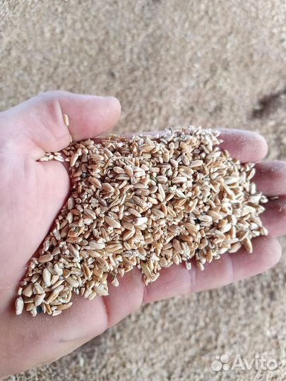 Пшеница 2 сорт