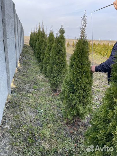 Туя смарагд 140-200см