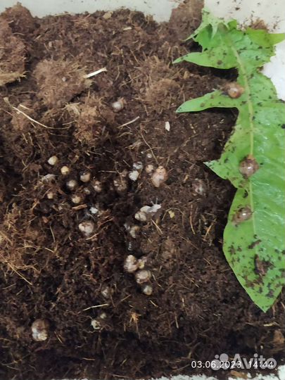 Улитки Ахатины