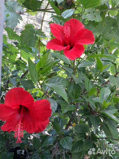 Комнатные цветы