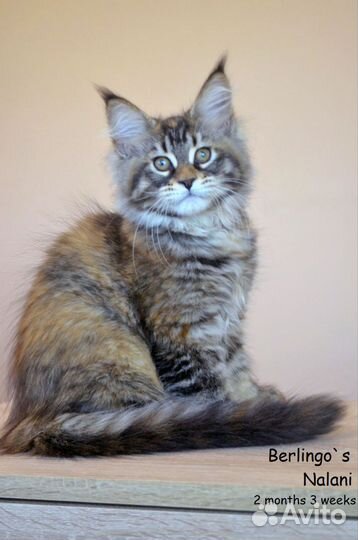 Кошка мейн кун