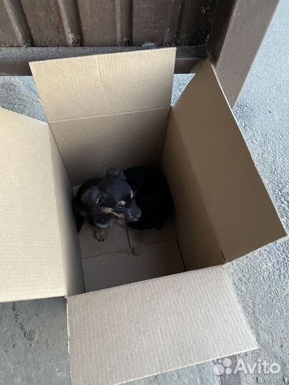 Отдам бесплатно щенки