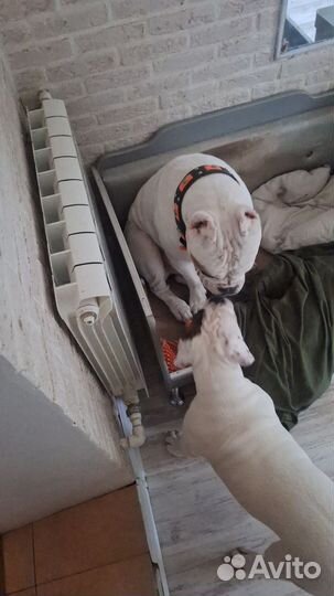 Американский булли