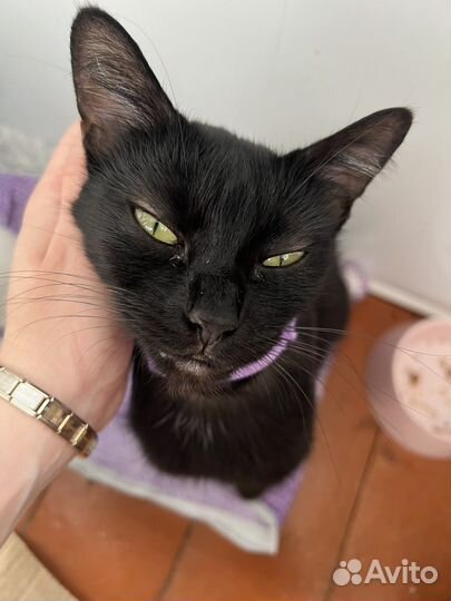 Кошечка ищет дом