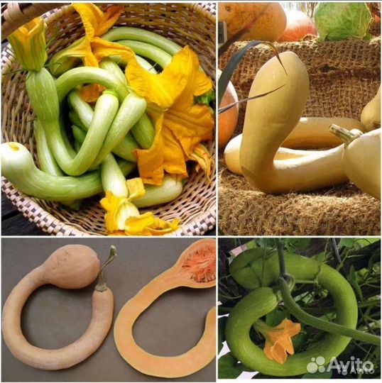 Семена интересных тыкв