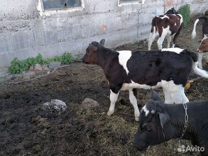 Продам телку 4 месяца. Не доступен пишите