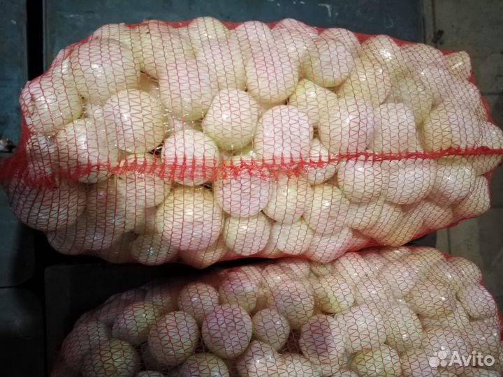 Лук очищенный