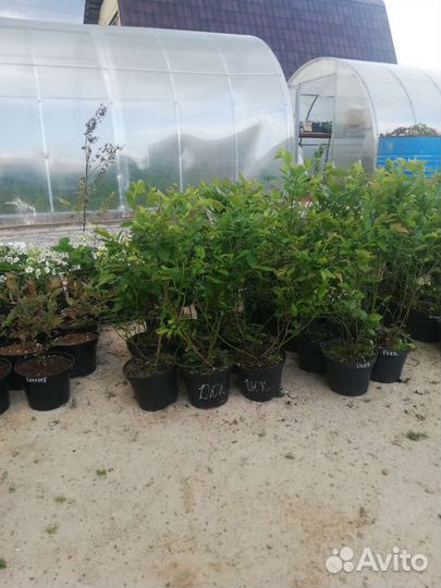 Голубика 3-х летние саженцы