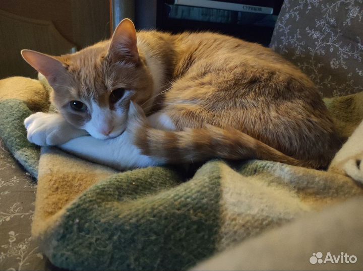 Прекрасный кот Варис ищет дом