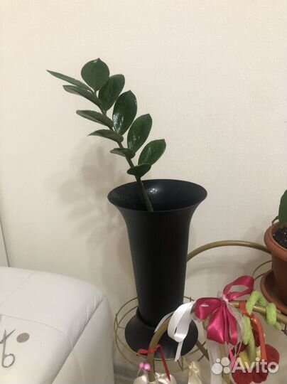 Замиокулькас