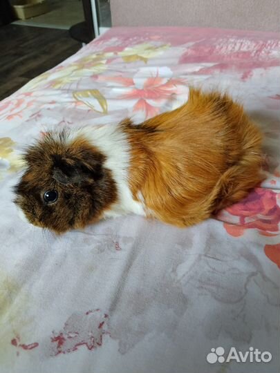 Кошка в дар и морская свинка