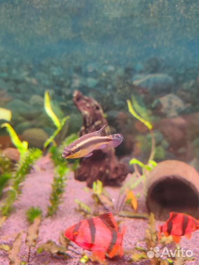 Пельвикохромисы аквариумные рыбки