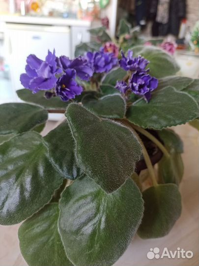 Фиалка на цвету,фото от 10.03.25